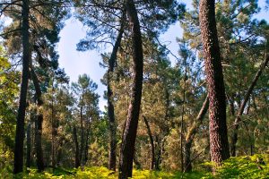 Corredor ecológico y de biodiversidad Pinares del Tiétar 